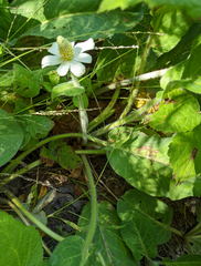 Anemopsis californica
