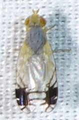Trupanea pseudovicina