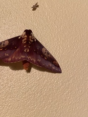 Citheronia phoronea