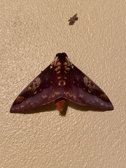 Citheronia phoronea