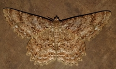 Epimecis