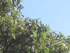 Pachycephala fuliginosa