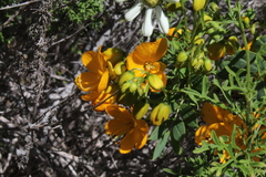 Senna cumingii
