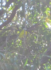 Pachycephala fuliginosa