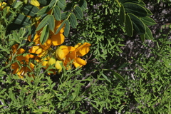 Senna cumingii