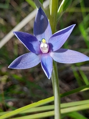 Thelymitra macrophylla