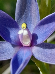 Thelymitra macrophylla