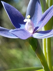 Thelymitra macrophylla