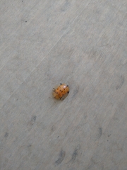 Aspidimorpha miliaris