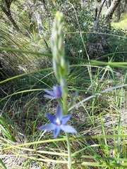 Thelymitra macrophylla