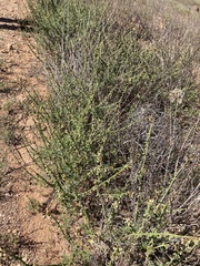 Carrichtera annua