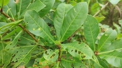 Barringtonia acutangula