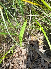 Thelymitra macrophylla