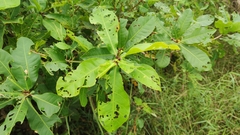 Barringtonia acutangula