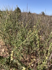 Carrichtera annua