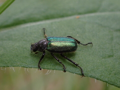 Dichelonyx