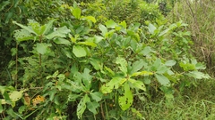 Barringtonia acutangula