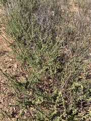 Carrichtera annua