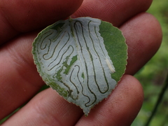 Phyllocnistis populiella