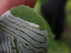 Phyllocnistis populiella