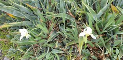 Iris albicans