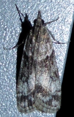 Eudonia torniplagalis