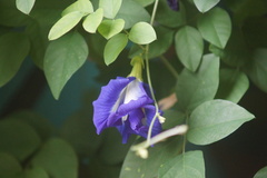 Clitoria ternatea