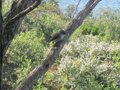 Eopsaltria georgiana