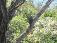 Eopsaltria georgiana