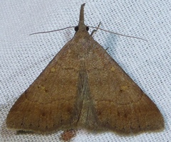 Renia flavipunctalis