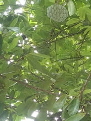 Annona