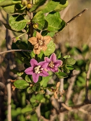 Lycium barbarum