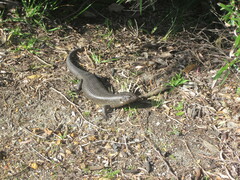 Egernia kingii