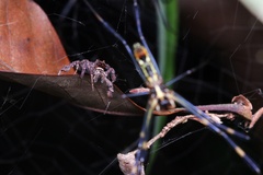 Portia labiata