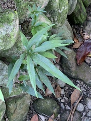 Leptochilus ellipticus