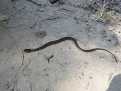 Amphiesma stolatum