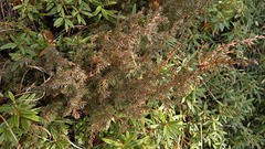 Juniperus communis saxatilis