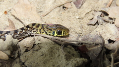Amphiesma stolatum