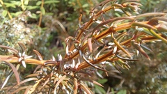 Juniperus communis saxatilis