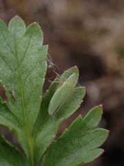 Cicadellini