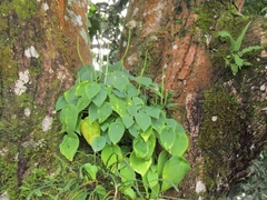 Peperomia lanceolatopeltata