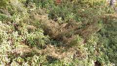 Juniperus communis saxatilis