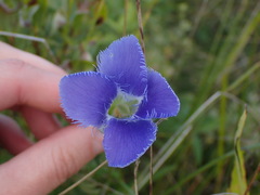 Gentianopsis virgata