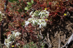 Glandularia multiglandulosa
