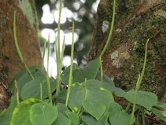 Peperomia lanceolatopeltata