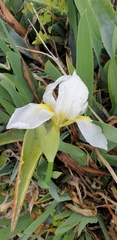 Iris albicans