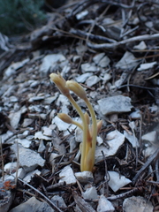 Aphyllon fasciculatum