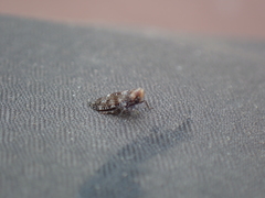 Plectoderini