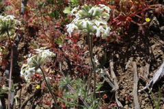Glandularia multiglandulosa