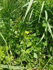 Erythranthe moschata